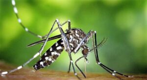 Fléau de la Dengue au Burkina Faso